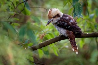 Lednak obrovsky - Dacelo novaeguineae - Laughing Kookaburra o1982